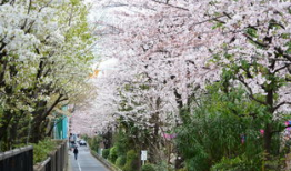 动漫风景图片樱花,漫天花雨绘春景——樱花动漫风景图赏析